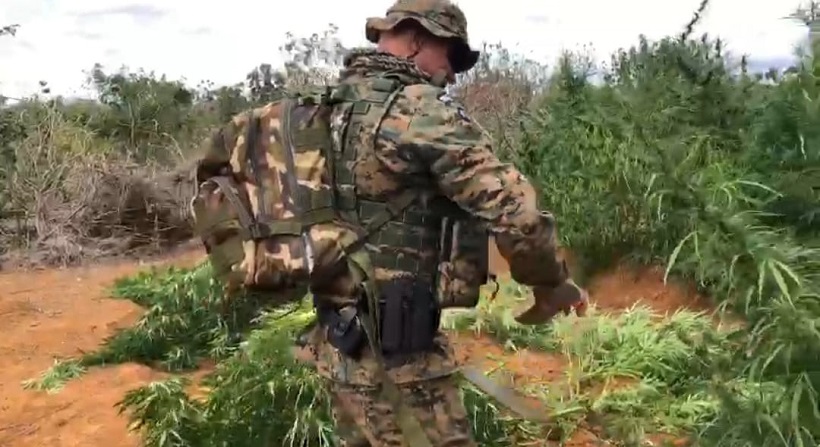  Polícia Federal e Polícia Militar erradicam 13 mil pés de maconha no Norte da Bahia