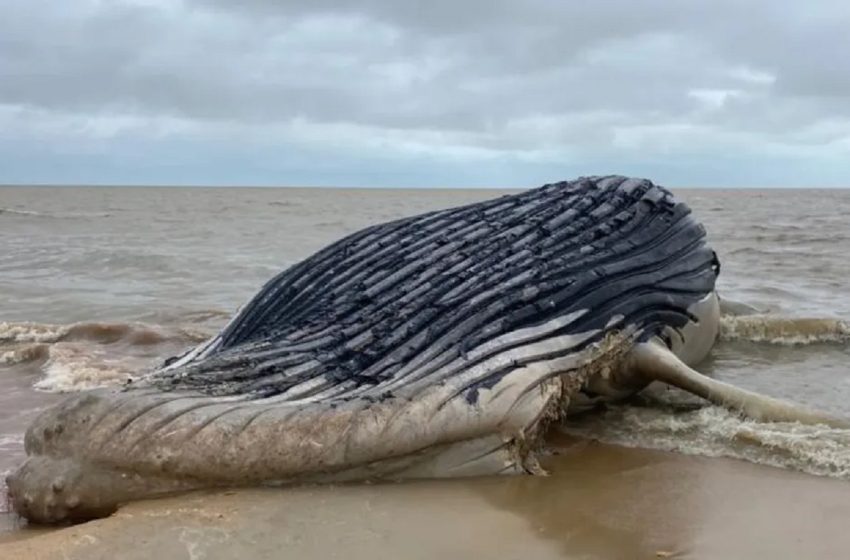  Baleia jubarte encalha em praia no sul da Bahia