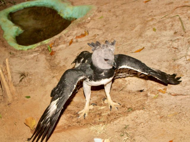  Zoológico de Salvador recebe ave rara e com risco de extinção