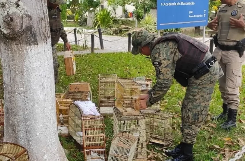  Polícia Ambiental resgata  300 aves silvestres na cidade de Camaçari