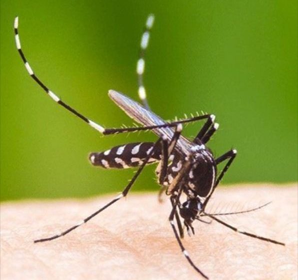  Dengue na Bahia: 23 mortes confirmadas e 92.903 casos prováveis