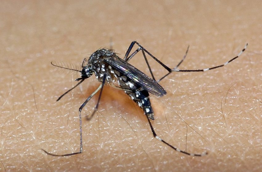  Epidemia de dengue na Bahia tem aumento de 667% em 2024