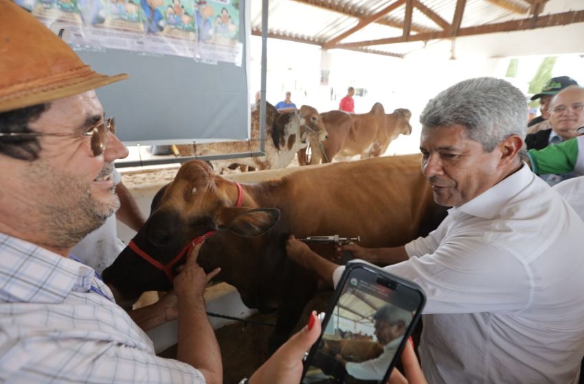  Bahia realiza última etapa de vacinação contra febre aftosa